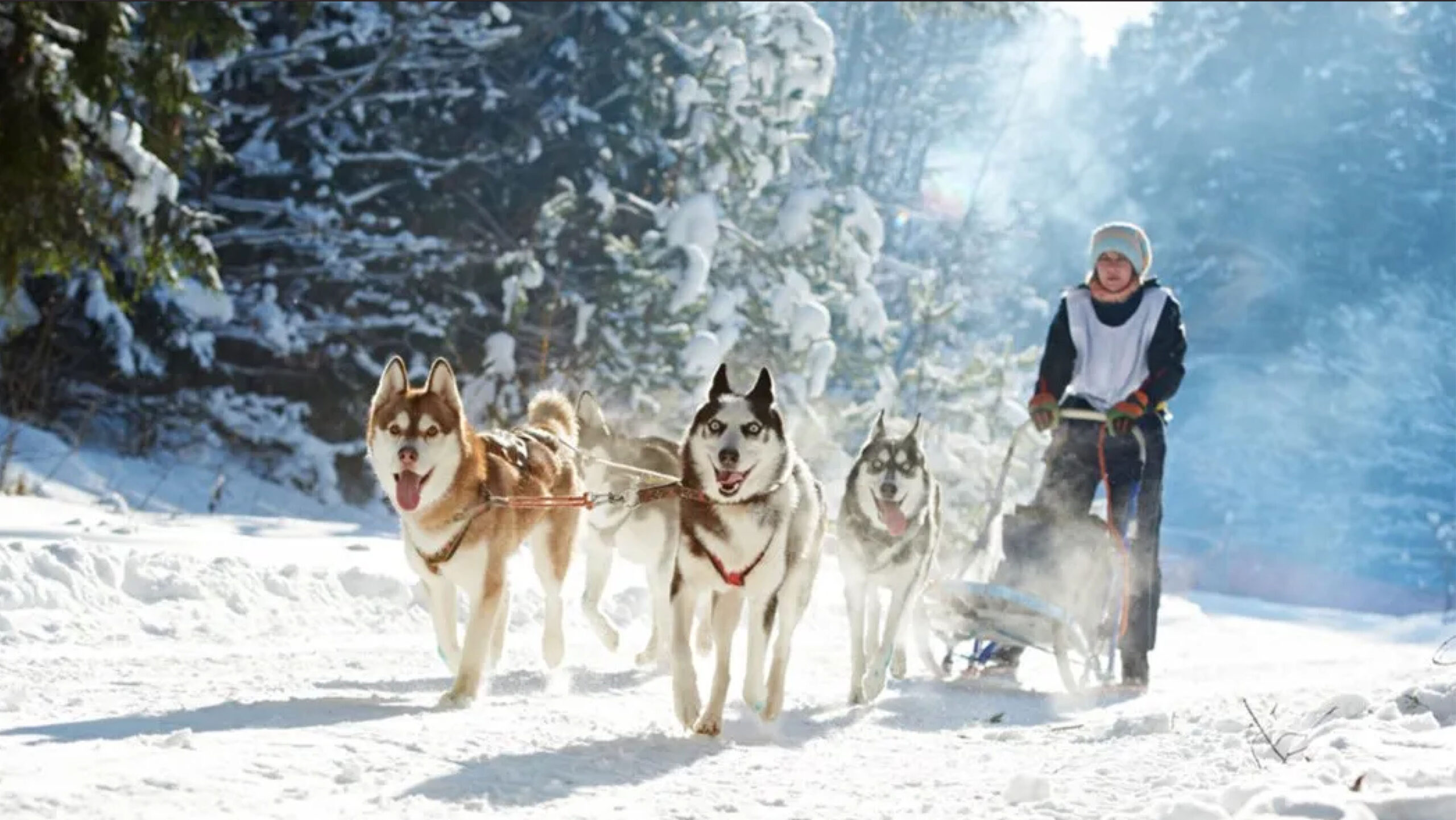 Chiens de traîneau tirant un attelage dans la neige en hiver au Canada