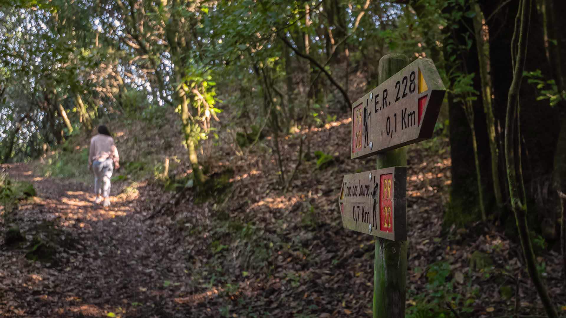 Randonnée sur la Vereda do Chão dos Louros, illustration d’un voyage à Madère tourné vers la nature