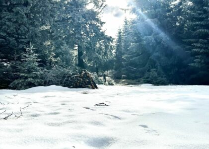 Découverte des Hautes Vosges : un itinéraire entre nature et traditions