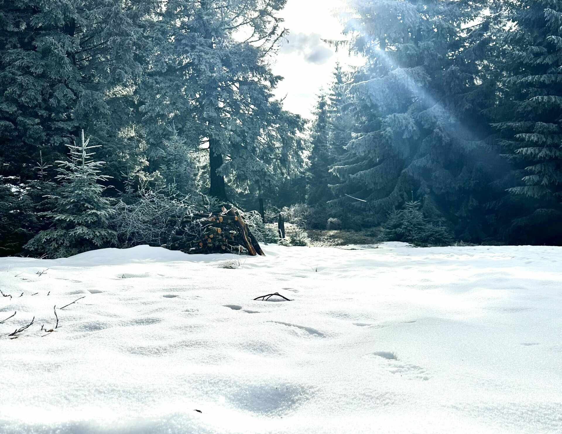 Découverte des Hautes Vosges : un itinéraire entre nature et traditions