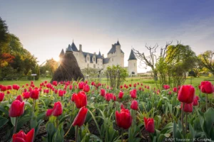 parc de tulipes rouges, avec le chateau en fond.