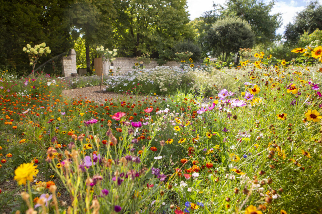 Beaucoup de fleurs, de toutes les couleurs. C'est le jardin comestible.