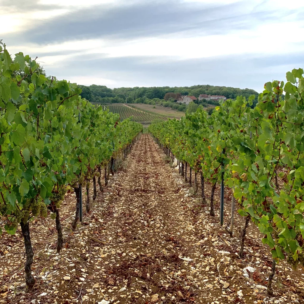 Vignes de Chenin