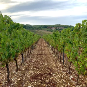 Vignes de Chenin