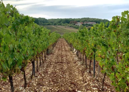 Vins liquoreux d’Anjou, les plus belles expressions du Chenin