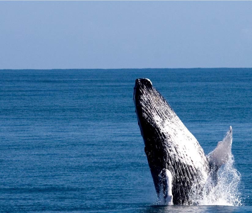Baleine à bosse