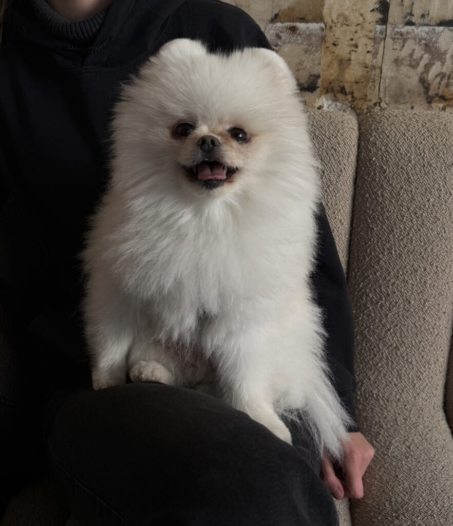 The Matthys Berthiaux's dog