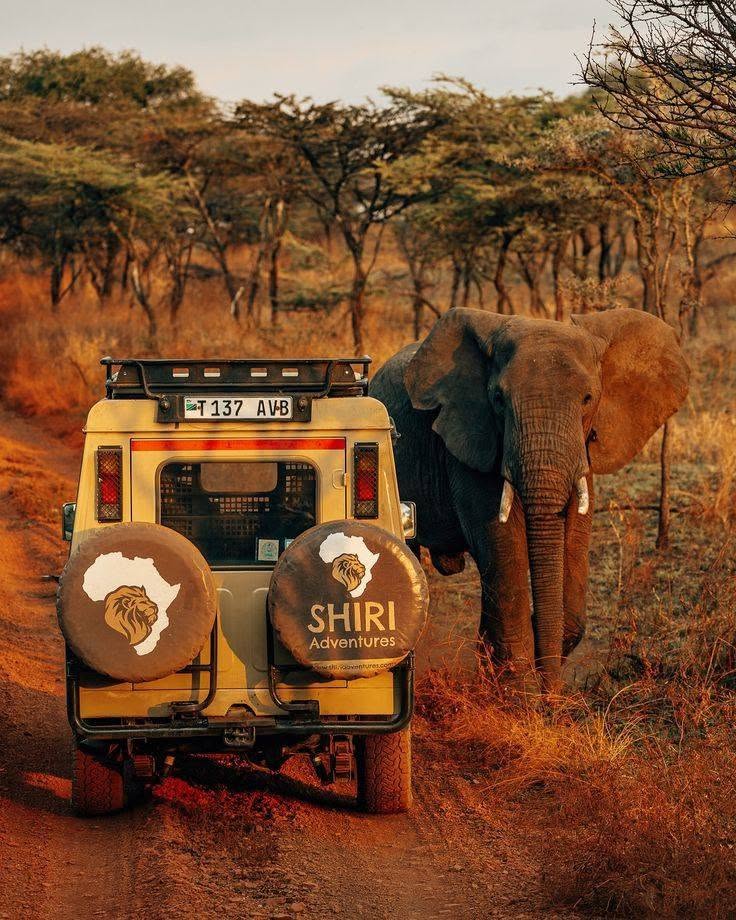 paysage de safari tournage Aurélie Bidermann